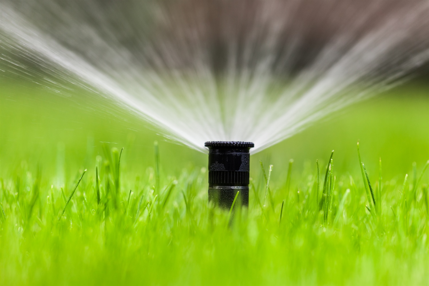 Sprinkler head: Irrigation service and repair